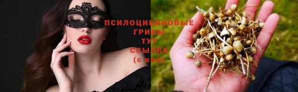 хмурый Аркадак